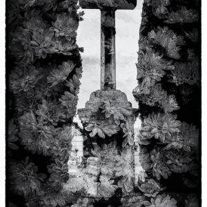 photographie contemporaine végétale en double exposition