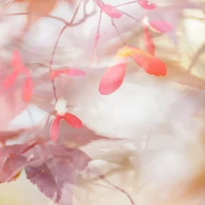 photographie d’auteur jardin et macro fleur superposés