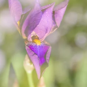 photographie d’auteur jardin et macro fleur superposés