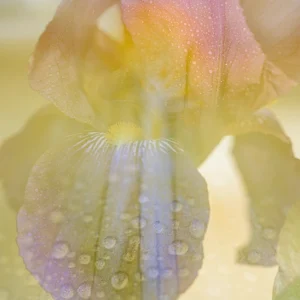 photographie d’auteur jardin et macro fleur superposés
