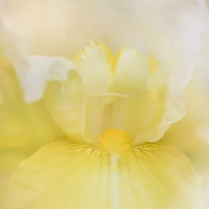 photographie d’auteur jardin et macro fleur superposés