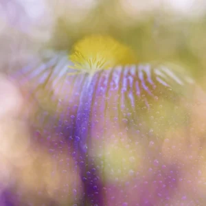photographie d’auteur jardin et macro fleur superposés