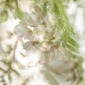 photo artistique végétale en double exposition