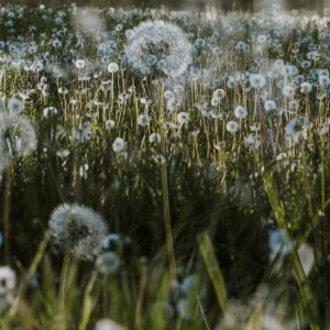 photographie d’auteur surimpression fleurs macro et paysage