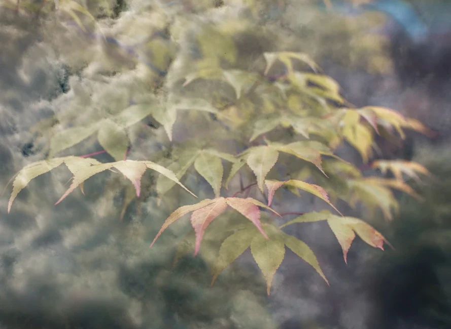 photographie artistique en surimpression fleur et ciel