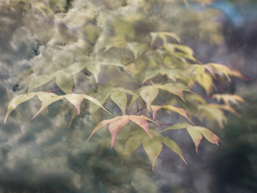 photographie artistique en surimpression fleur et ciel