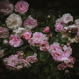 photo artistique végétale en double exposition