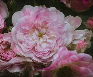 fleurs en surimpression