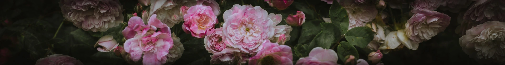 fleurs en surimpression